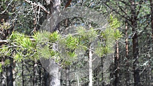 pine branch with needles swaying the wind in the forest. Sunne summer. close up