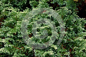 Pine Branch. Pine leaf on dark background.
