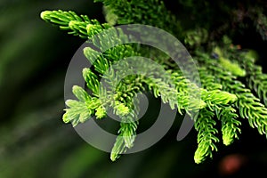 Pine Branch. Pine leaf on dark background.