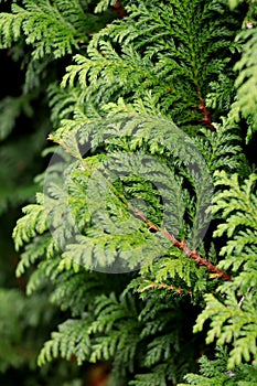 Pine Branch. Pine leaf on dark background.