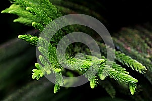 Pine Branch. Pine leaf on dark background.