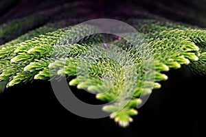 Pine Branch. Pine leaf on dark background.