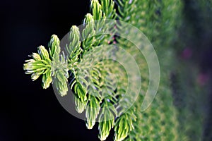 Pine Branch. Pine leaf on dark background.