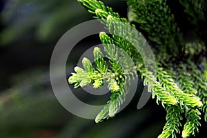 Pine Branch. Pine leaf on dark background.