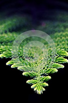Pine Branch. Pine leaf on dark background.