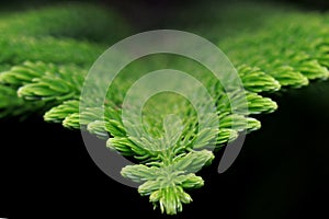Pine Branch. Pine leaf on dark background.