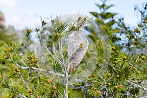 pine branch with a pine processionary tent