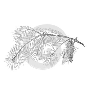 Pine branch with pinecones as vintage engraving Vector