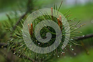 Pine branch after the rain. Raindrops on spruce needles. Green pine branch close-up on green natural background. Beautiful spring