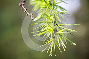 Pine branch with raindrops