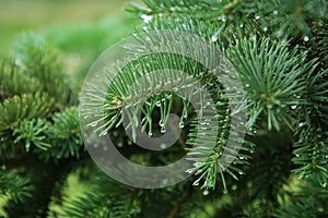 Pine branch with raindrops