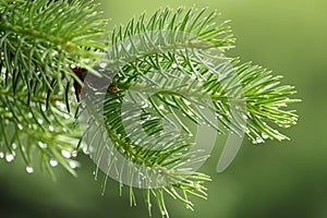 Pine branch with raindrops