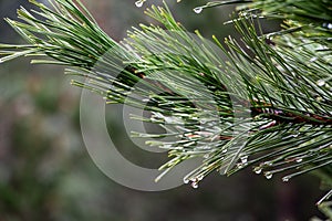 Pine branch with raindrops on the background of the forest