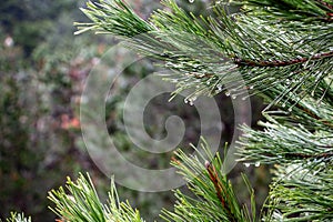 Pine branch with raindrops on the background of the forest