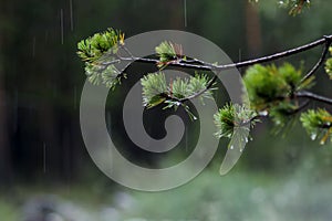 Pine branch with raindrops on tree photo