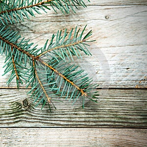 Pine branch on rustic wood