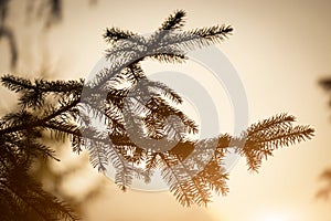 Pine branch and setting sun. Christmas background