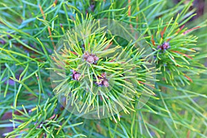 Pine branch with sharp pine needles on background of other pine branches