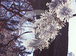 Pine branch with snow