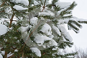 A pine branch in snow-caps. A coniferous tree covered in soft snow. Gloomy cloudy winter day