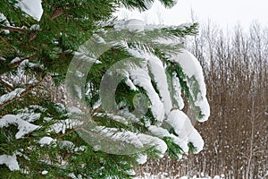 A pine branch in snow-caps. A coniferous tree covered in soft snow. Gloomy cloudy winter day