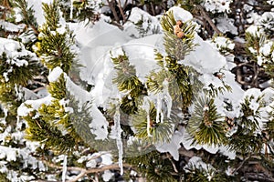 Pine branch in snow. Green needles are filled up with snow in sunny winter day.