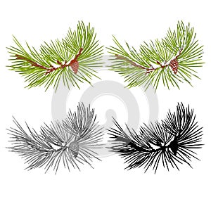 Pine branch with snow and pine cone as vintage engraving and silhouette set one vector illustration editable hand drawn