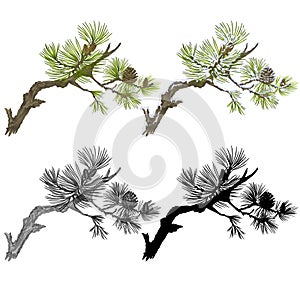 Pine branch with snow pine cones and as vintage engraving and silhouette set nine vector illustration editable hand drawn