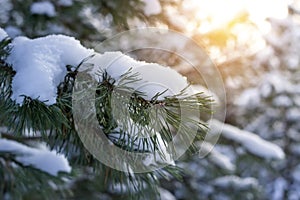 Pine branch in the snow on a sunny day. Winter and christmas background