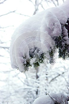 A Pine Branch, with Snowy Burden
