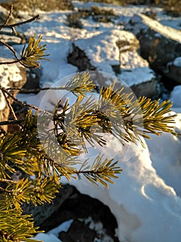 pine branch on a snowy lake shore on a sunny and frosty winter day