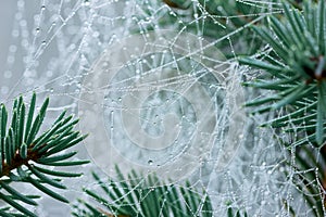 Pine branch with spider web or cobweb with water drops