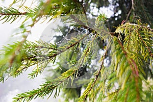 Pine branch and spider web with raindrops