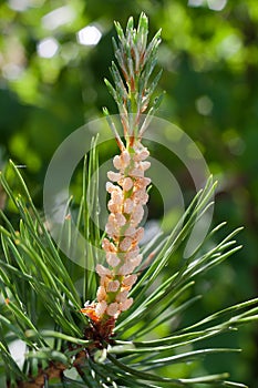 Pine branch with strobile, closeup