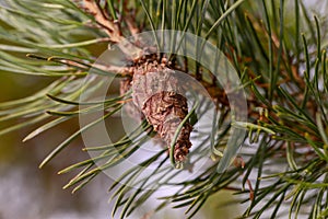 Pine branch with swollen Bud