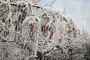 Pine branch under snow in a cold winter day