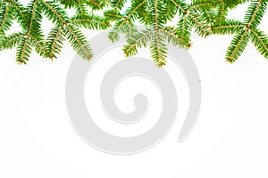 pine branch on the white background