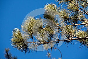 Pine branch, Winter landsacape on the forest photo