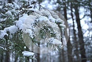 A pine branch in the winter under the snow