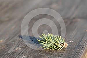Pine branch on a wooden background with copyspace photo