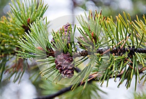 Pine branch with young cones in the rain.