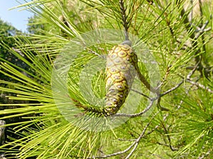 Pine branch with young green cones