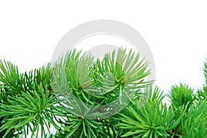 Pine branches