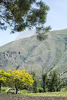 Pine branches Against Blurred Mountains Background On Sunny Summer Day