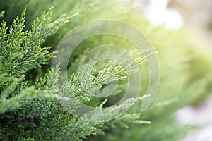 Pine branches background is blurry. Spring nature background concept. grass on blurred background on sunlight. beautiful summer or