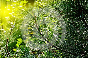 Pine branches close-up in the back sunlight