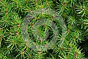 Pine branches close-up. Green natural background. Pine needles.
