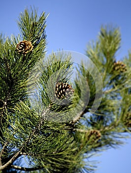 Pine branches with cones