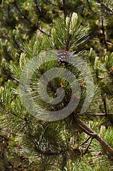 Pine branches and cones