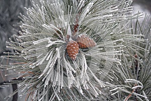 Pine branches with cones covered with hoarfrost